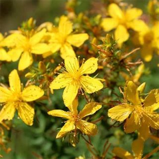گل علف چای پرفراتوم