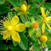 علف چای پرفراتوم ارگانیک