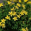 درختچه علف چای پرفراتوم