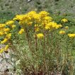 درختچه علف چای اسکبروم