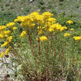 درختچه علف چای اسکبروم