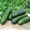 خیار اصفهانی برداشت شده