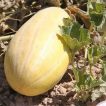خربزه خاتونی تازه