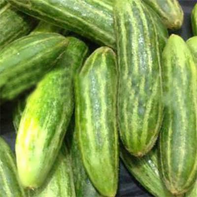 خیار کرک دار خیار کرک دار