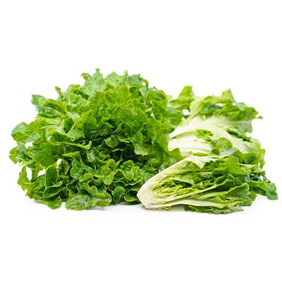 کاهو برگ بلوطی قرمز کاهو برگ بلوطی قرمز