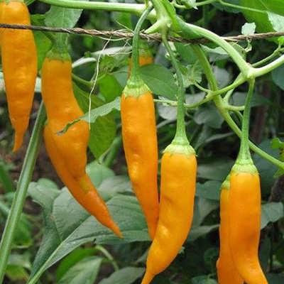 فلفل قلمی تند نارنجی فلفل قلمی تند نارنجی