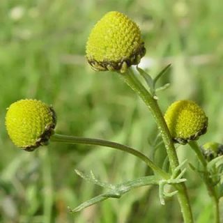 بابونه اورا