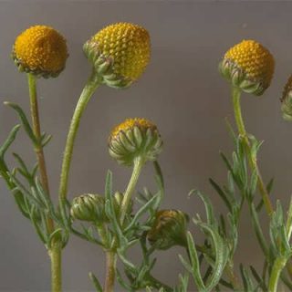 بابونه اورا از نزدیک