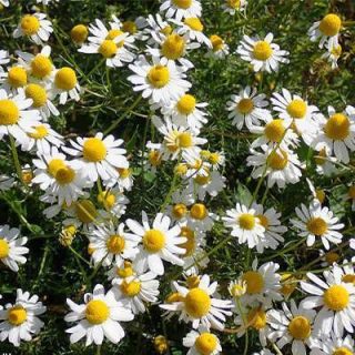 گل های بابونه کامومیل