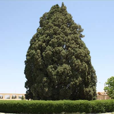 سرو زربین سرو زربین