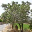 درخت زیتون تلخ