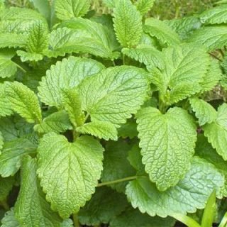 بادرنجویه (ملیس) تازه