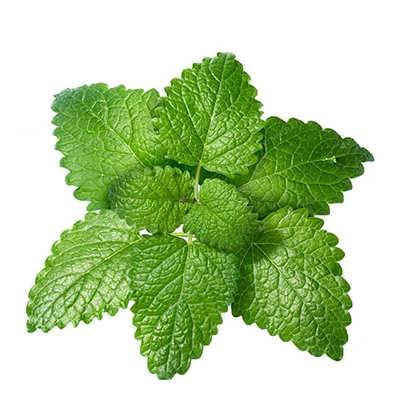 بادرنجویه (ملیس) بادرنجویه (ملیس)