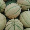 طالبی تو سبز ساوه برداشت شده