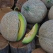 طالبی تو سبز ساوه ارگانیک