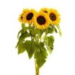 آفتابگردان زینتی گلریز زرد