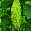 گیاه کارلا (بیتر ملون)