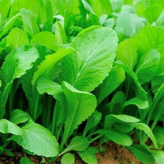 خردل فلوریدا