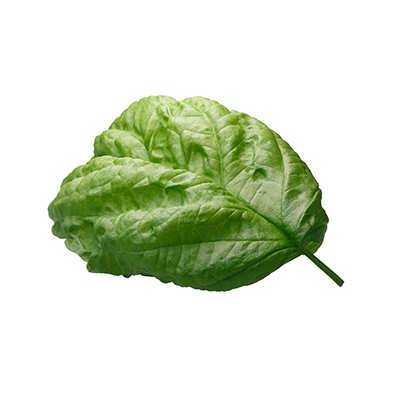 ریحان دارچینی ریحان دارچینی