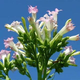 تنباکو (توتون)