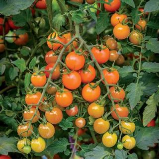 گوجه چری نارنجی تازه