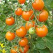 گوجه چری نارنجی ارگانیک