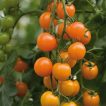 گیاه گوجه چری نارنجی