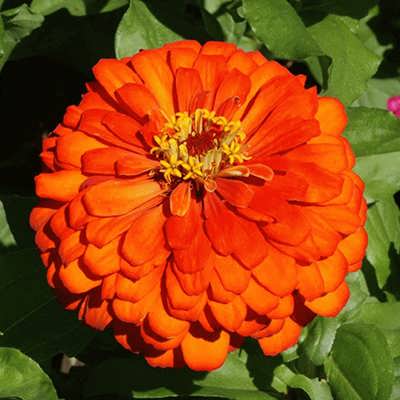 آهار پا بلند نارنجی آهار پا بلند نارنجی