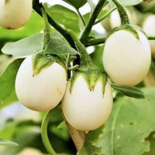 بادمجان سفید تخم مرغی