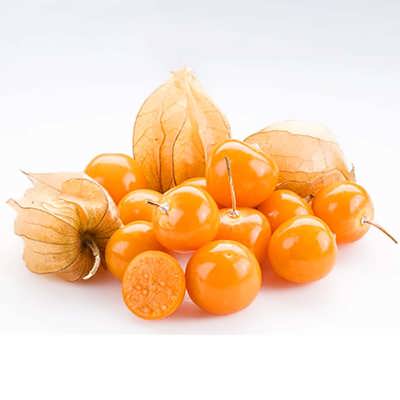 فیسالیس زرد (عروسک پشت پرده) فیسالیس زرد (عروسک پشت پرده)