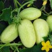 خیار چنبر سلطانی ارگانیک