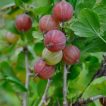 گوس بری بنفش ارگانیک