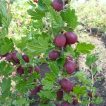 گیاه گوس بری بنفش