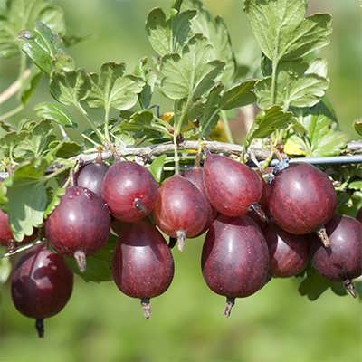 گوس بری بنفش گوس بری بنفش