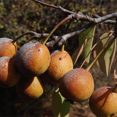 گلابی وحشی گلابی وحشی