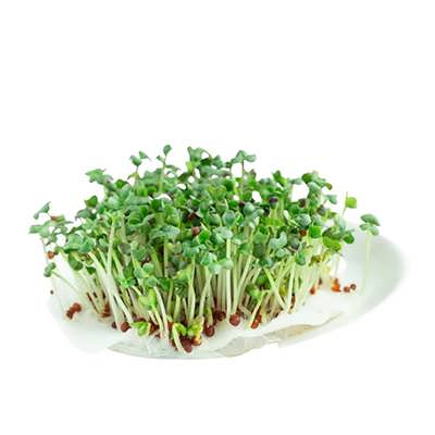 میکروگرین شلغم تازه میکروگرین شلغم تازه