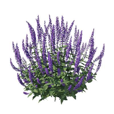 مریم گلی مزرعه روی مریم گلی مزرعه روی