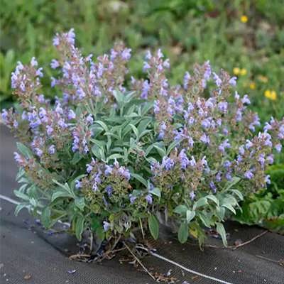 مریم گلی ترکه ای مریم گلی ترکه ای