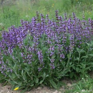 درختچه مریم گلی ترکه ای