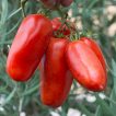 گوجه فرنگی سان مارزانو تازه