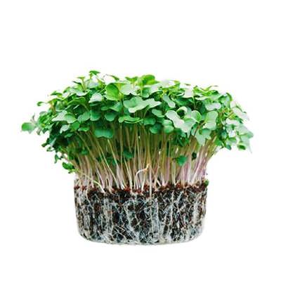 بذر میکروگرین مرزه بذر میکروگرین مرزه