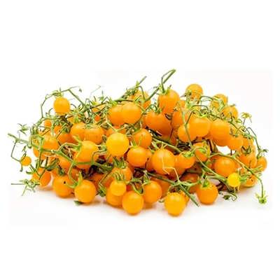 گوجه فرنگی زرد بسیار ریز گوجه فرنگی زرد بسیار ریز