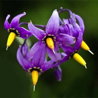 گل تاجریزی