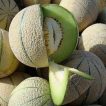 تعدادی از طالبی ها