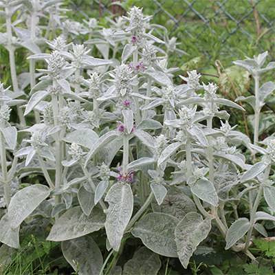سنبله نقره ای سنبله نقره ای
