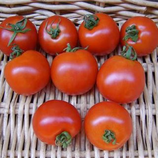 گوجه فرنگی بدبختی برداشت شده