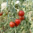 گیاه گوجه فرنگی بدبختی