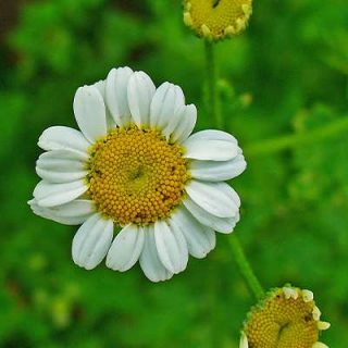 گل مخلصه (بابونه کبیر)