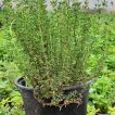 آویشن برگ باریک (دنایی) تازه