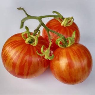 گوجه فرنگی تیگارلا